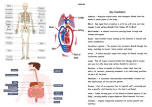 Spring 2 2023 – Y6 Science – Lacon Childe